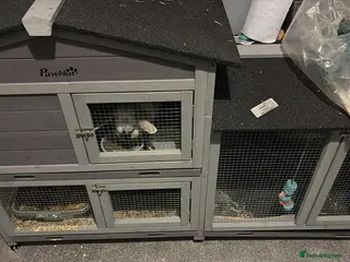 English Lop rabbits 4 year old affectionate rabbit - Advert 4