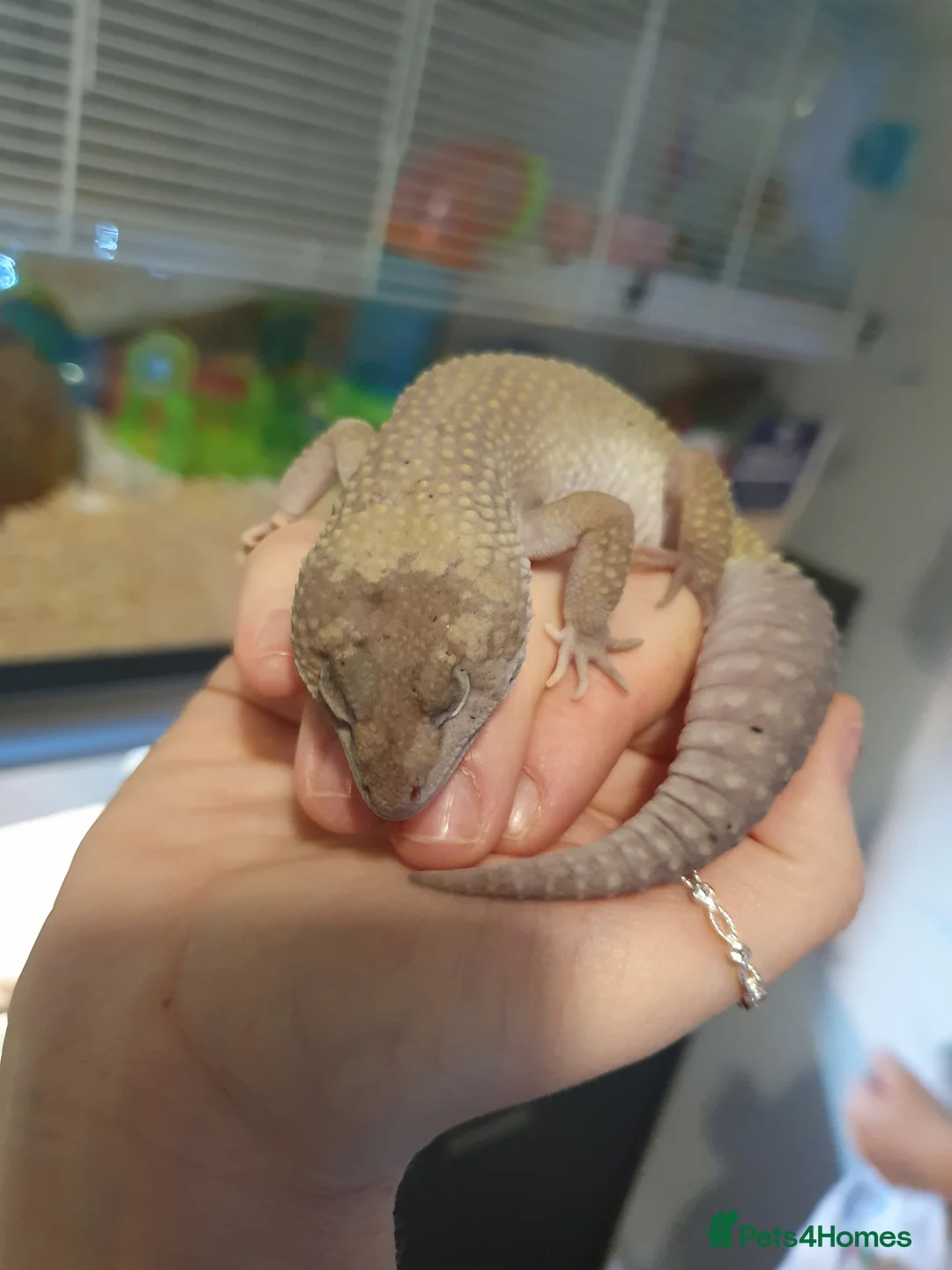 Gecko reptiles for sale: Gecko and full set up  - Advert 2