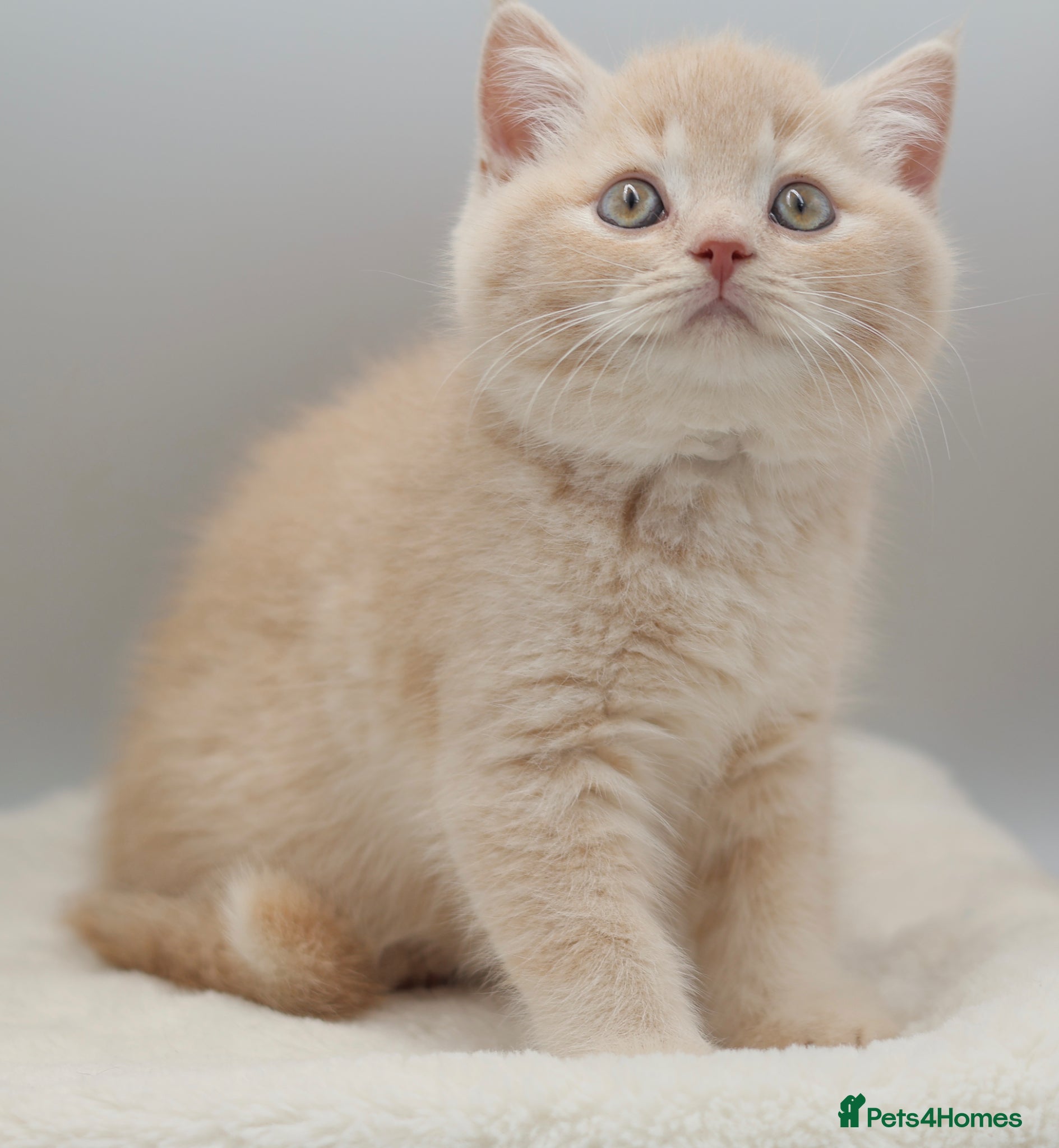 British Shorthair cats PEDIGREE REGISTERED CHUNKY BRITISH SHORTHAIRS - Advert 1