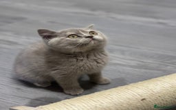 British Shorthair cats for sale: 🌈Choc Lilac Fawn Tortie Full Pedigree Brit BSH😍 - Image 31