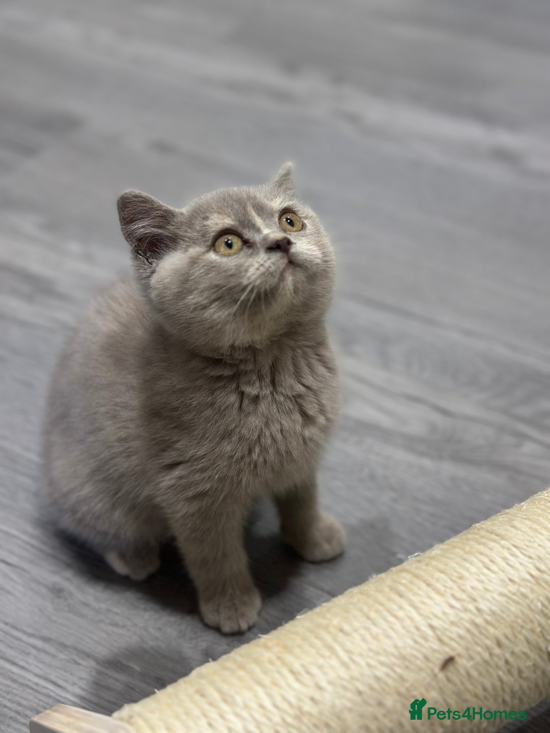 British Shorthair cats for sale: 🌈Choc Lilac Fawn Tortie Full Pedigree Brit BSH😍 - Image 31