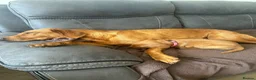Labrador Retriever dogs for sale: Beautiful Fox Red Labrador Puppies - Advert 14
