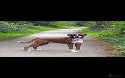 Boxer dogs for stud: KC REGISTERED BRINDLE & WHITE PROVEN STUD.   in Mexborough - Image 14