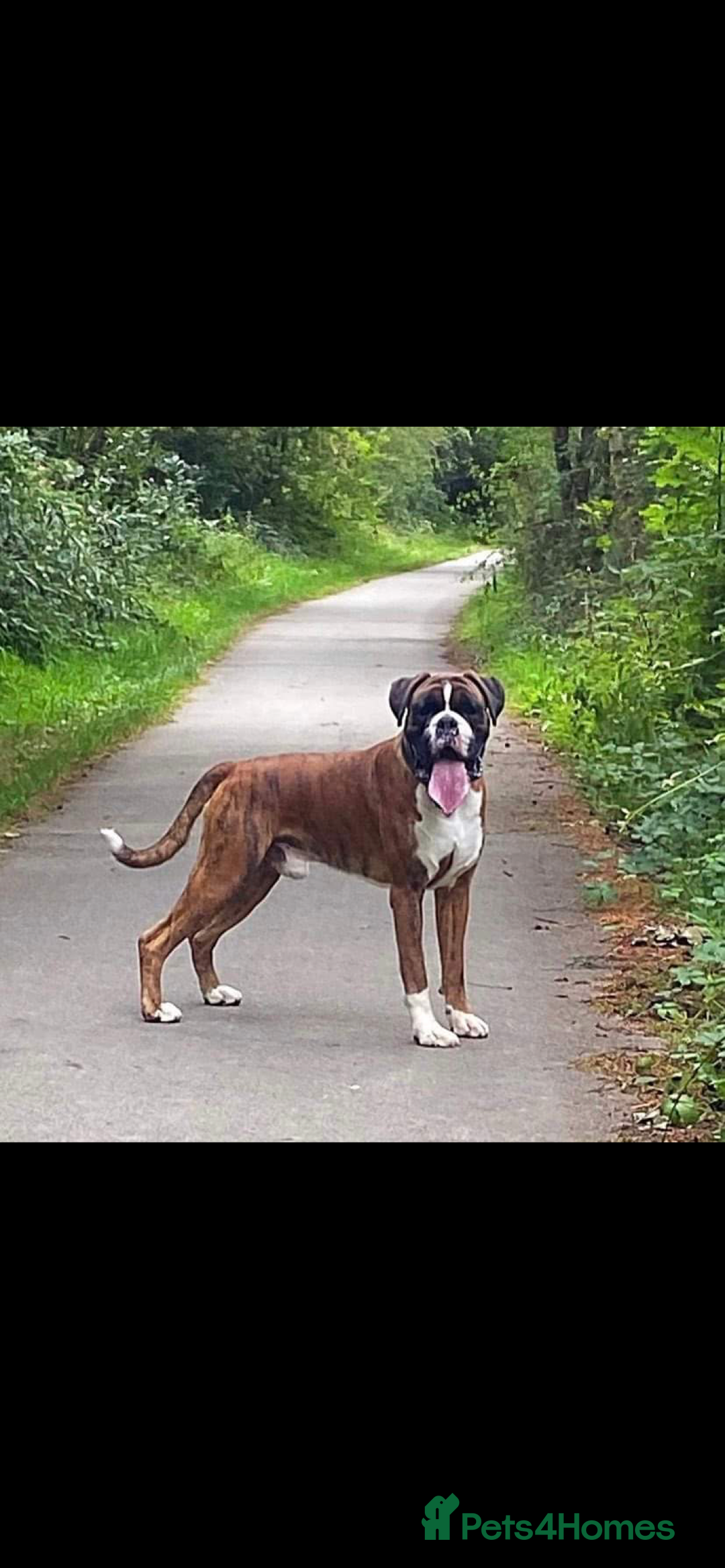 Boxer dogs for stud: KC REGISTERED BRINDLE & WHITE PROVEN STUD.   in Mexborough - Image 14