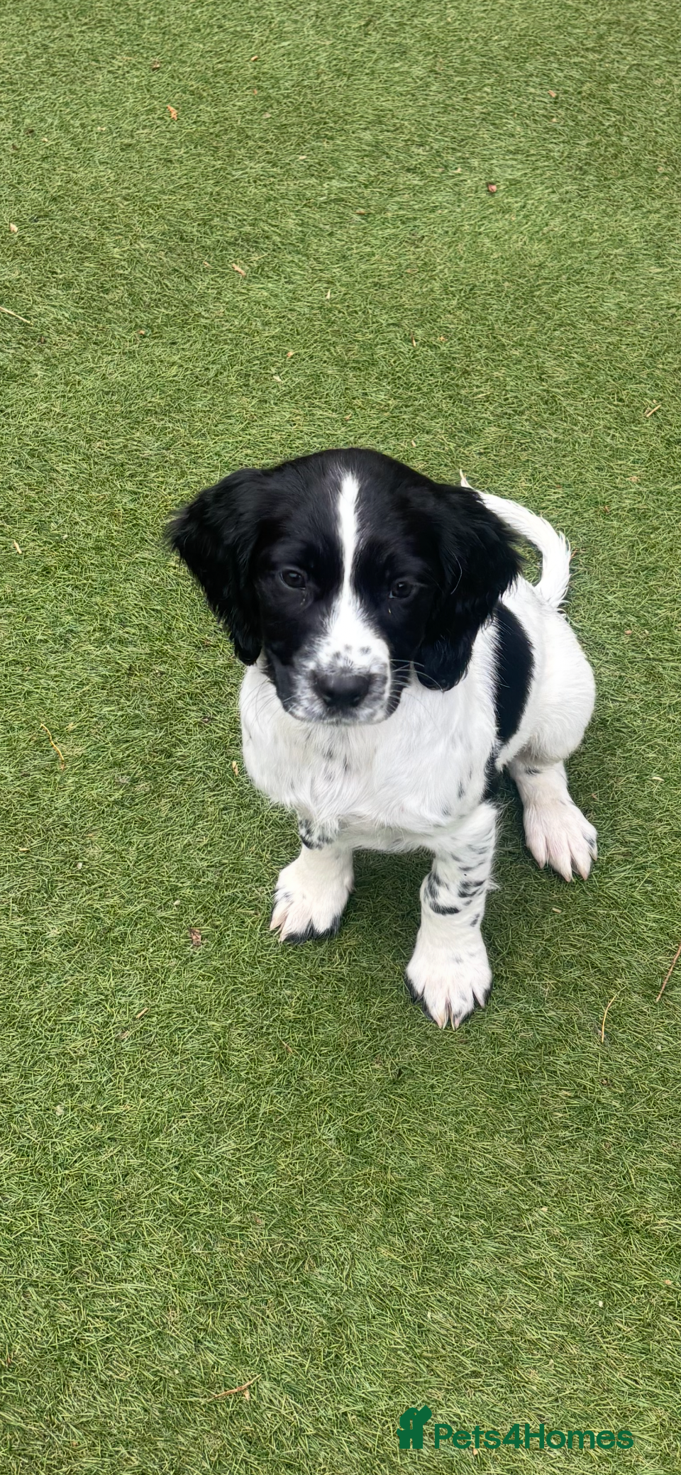 English Springer Spaniel dogs Kc reg Broccoli and sprout available   ❤️ - Advert 2