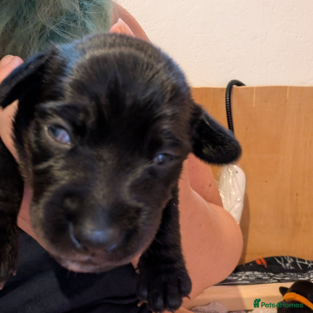 Mixed Breed dogs for sale: Doxie-Dales  - Image 29