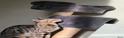 Savannah cats for sale: Savannah cat  - Advert 6