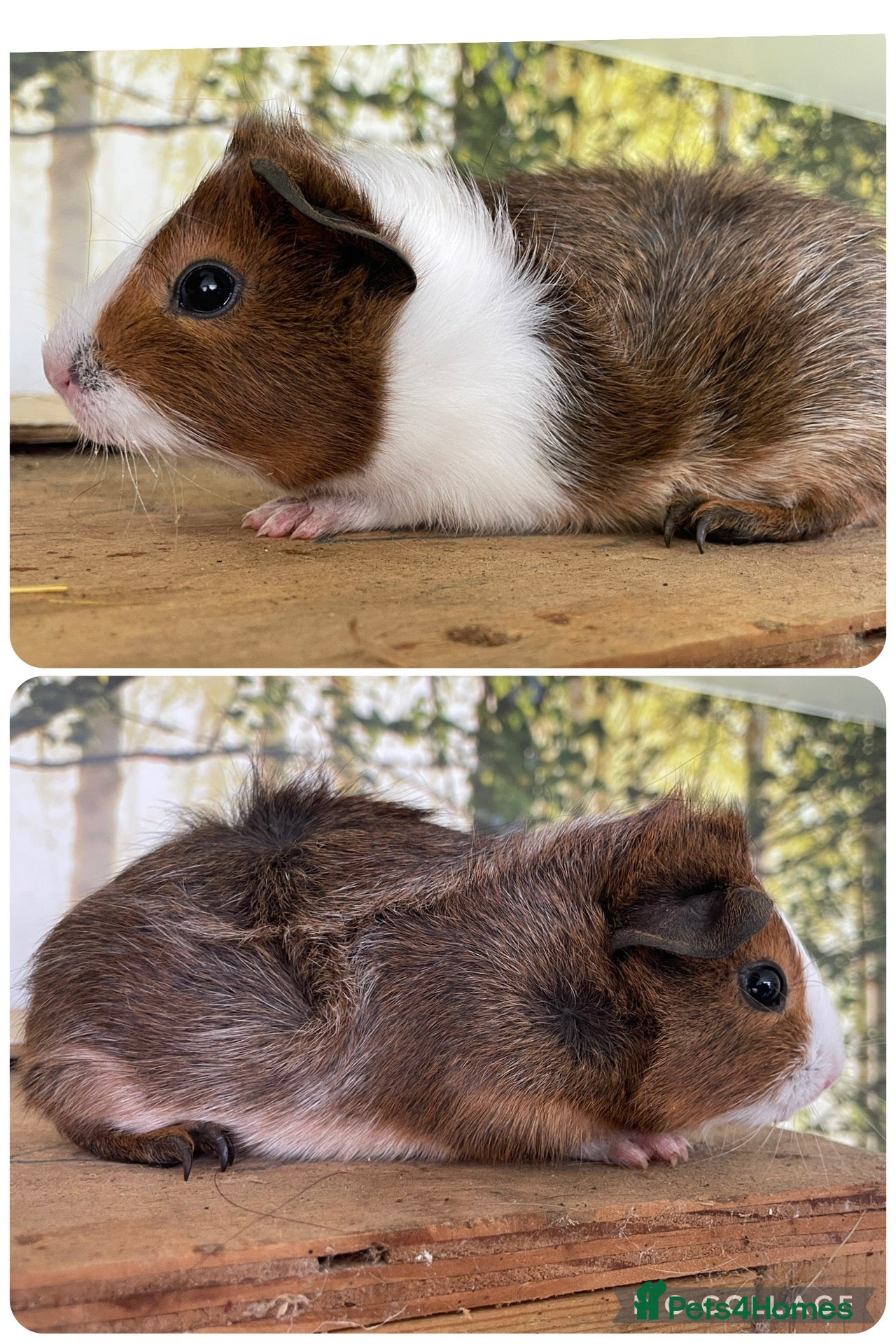 Guinea Pig rodents Baby sow guinea pigs  - Advert 2