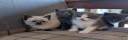 Mixed Breed cats for sale: Gorgeous ragdoll cross kittens  - Advert 1