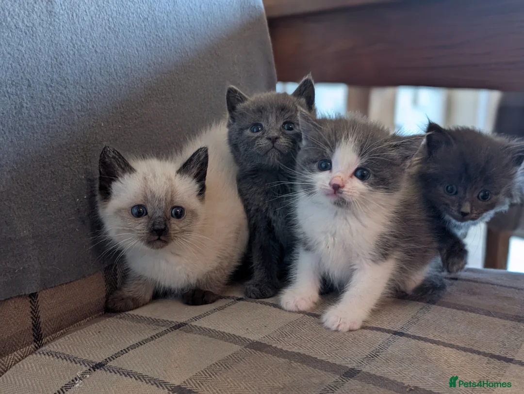 Mixed Breed cats for sale: Gorgeous ragdoll cross kittens  - Advert 1