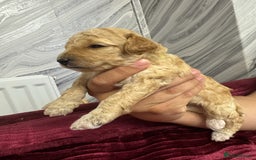 Goldendoodle dogs for sale: Beautiful Goldendoodles - Image 6