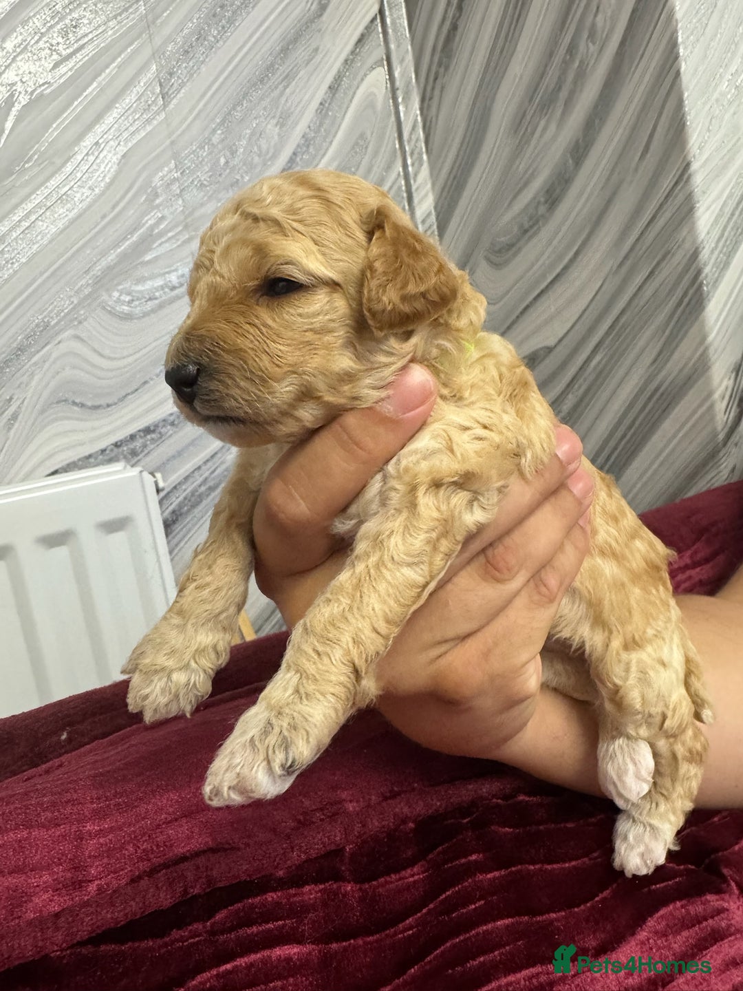 Goldendoodle dogs for sale: Beautiful Goldendoodles - Image 6