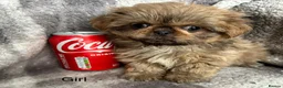 Shih Tzu dogs for sale: Tiny imperial Shih Tzu puppies  - Advert 6