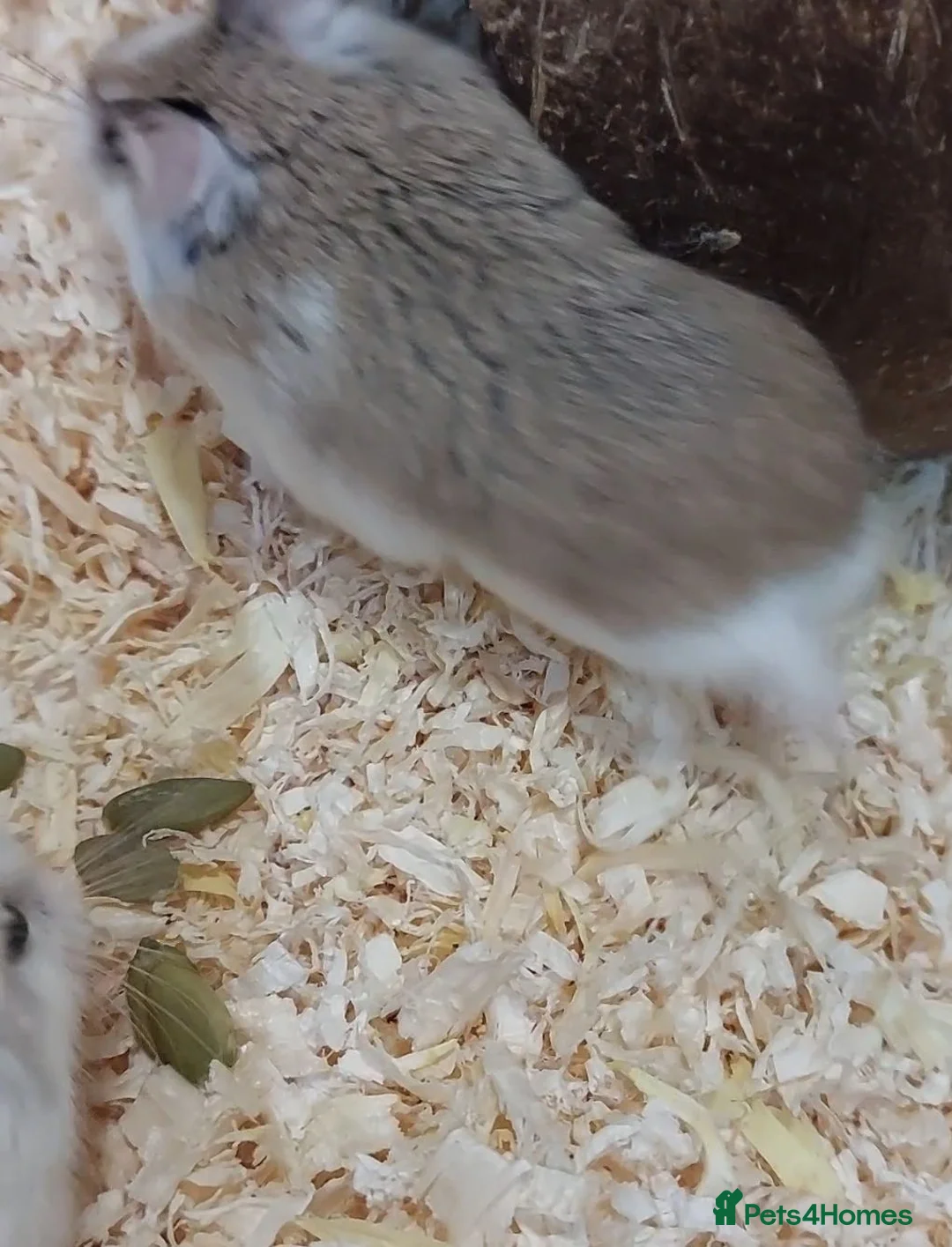 Hamster rodents for sale: A cute male hamster in Milton Keynes - Advert 8