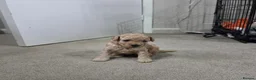 Cavapoochon dogs for sale: Beautiful F1B Toy Cavapoochon Puppies - Advert 24