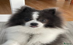 Pomeranian dogs for stud: Pomeranian from champion bloodlines for stud: £250 - Image 1