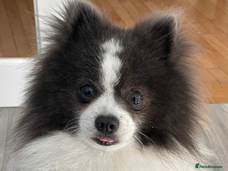Pomeranian dogs - Advert 8