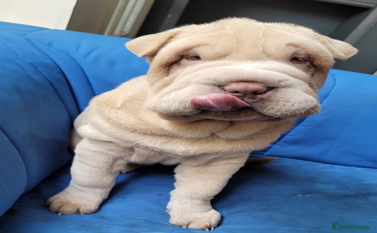 Shar Pei dogs - Advert 2