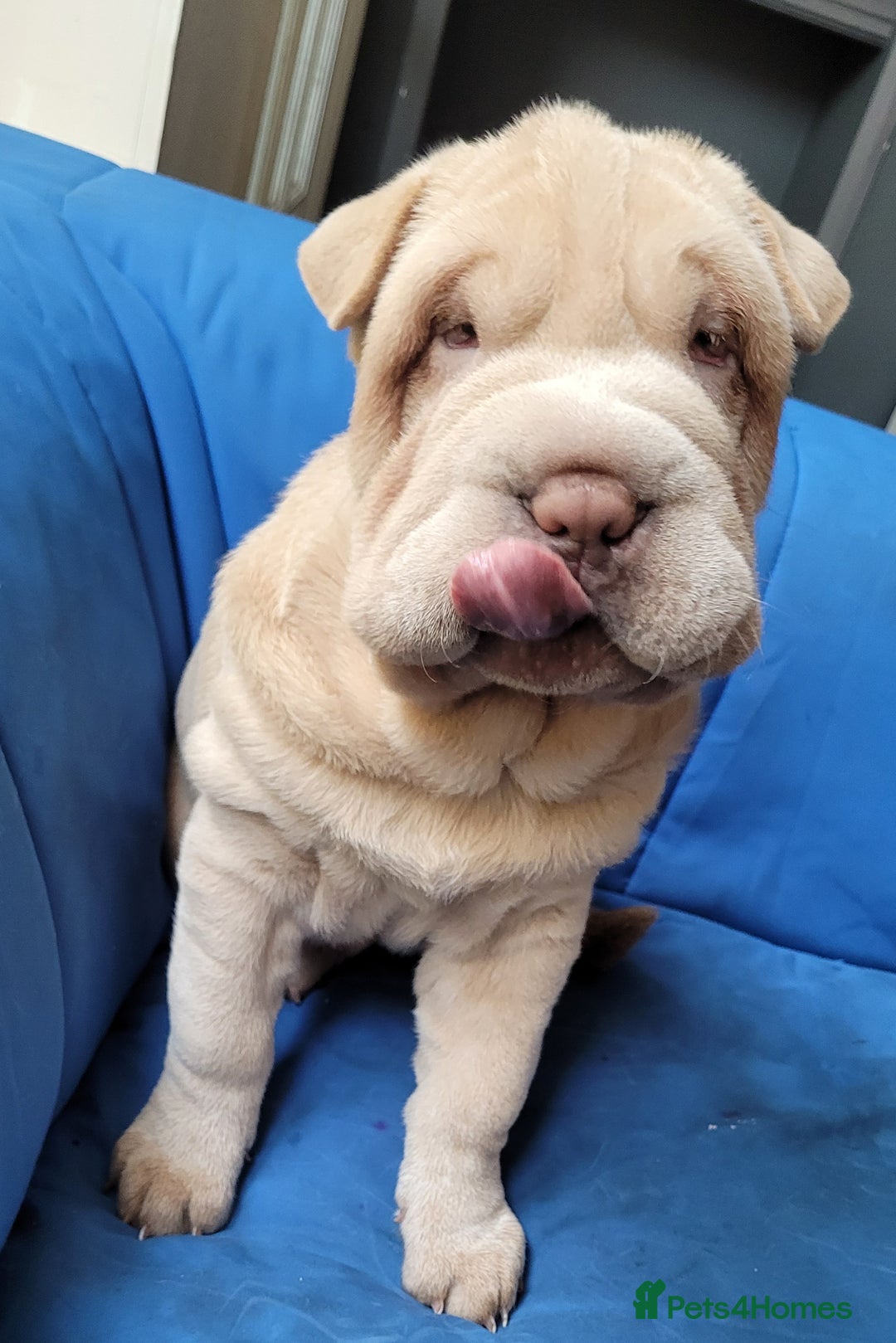 Shar Pei dogs for sale: Cooper - Ready Now. Fully upto date. - Image 1