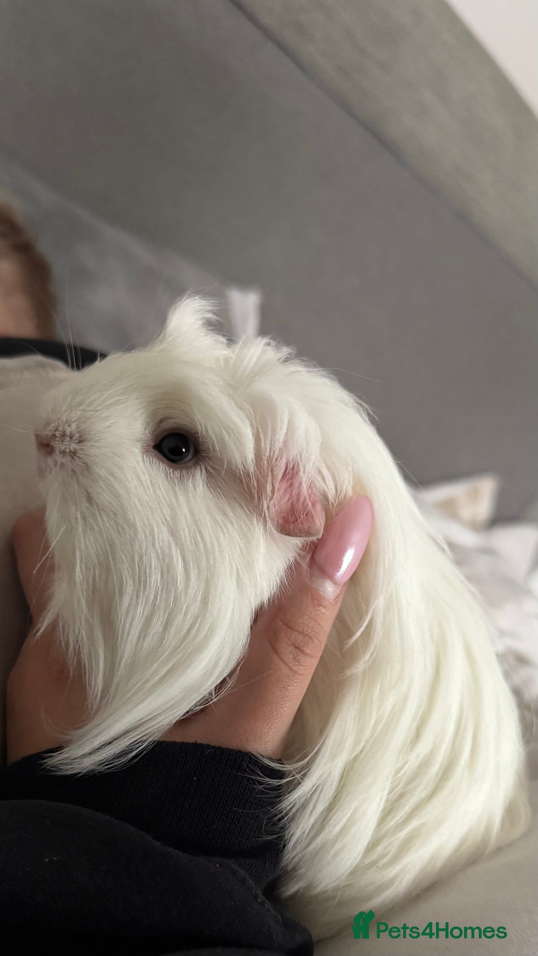 Guinea Pig rodents for sale: 2x Male Guinea Pigs - Advert 5