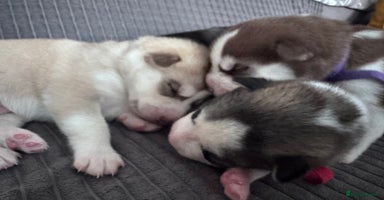 Siberian Husky dogs - Advert 12