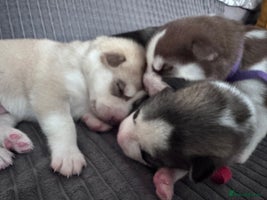 Siberian Husky dogs - Advert 12