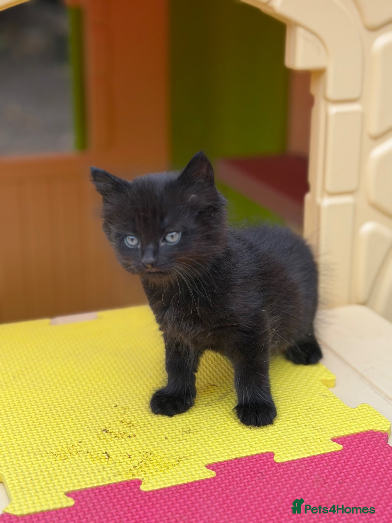 Mixed Breed cats Three Sweet Kittens Need a New Home! - Advert 6