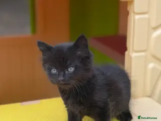 Mixed Breed cats Three Sweet Kittens Need a New Home! - Advert 5