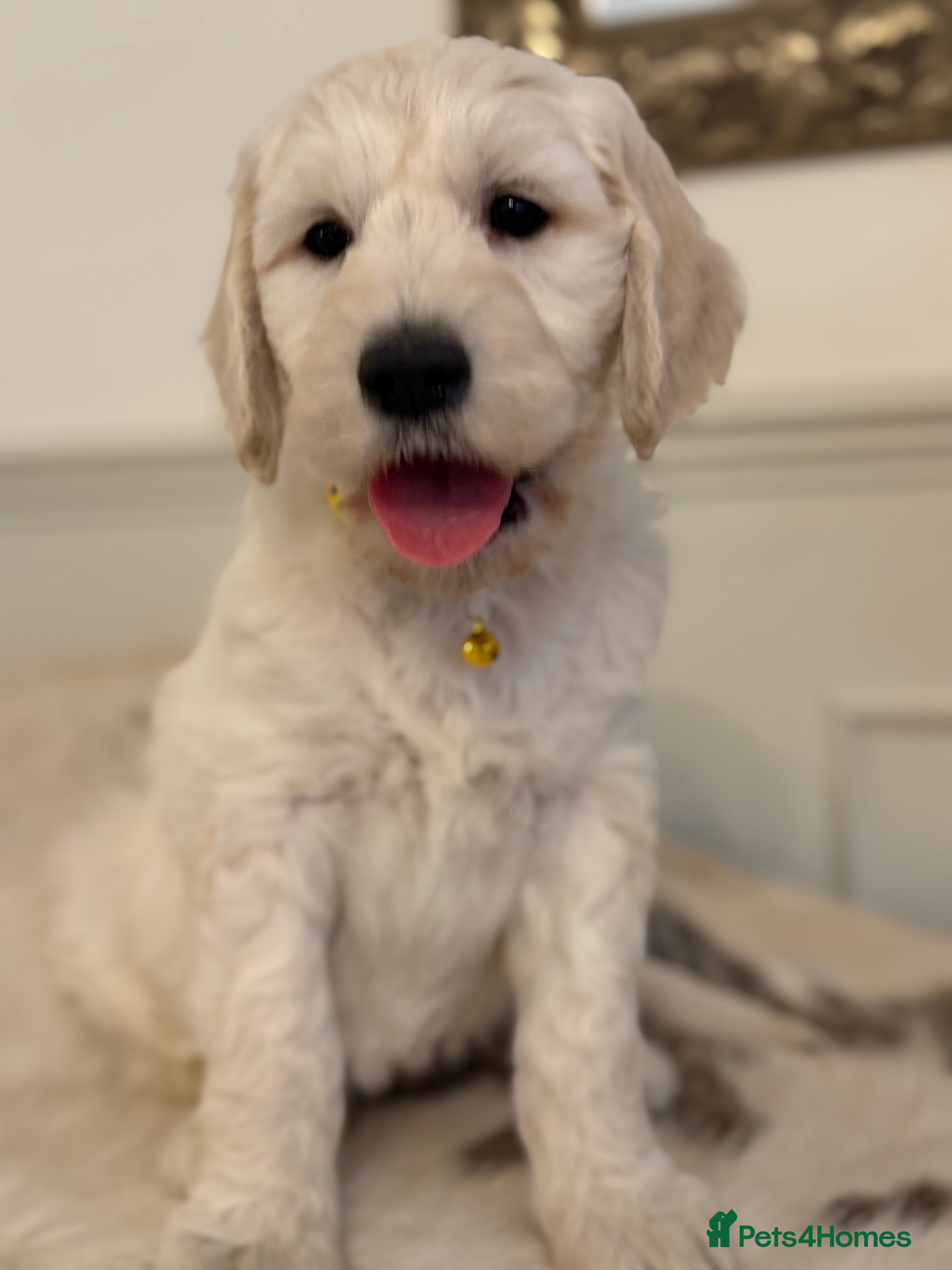 Goldendoodle dogs Goldendoodle Pups-Parents school well-being dogs  - Advert 16