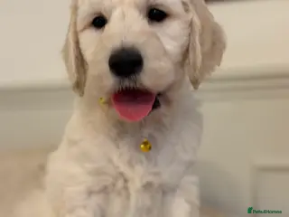 Goldendoodle dogs Goldendoodle Pups-Parents school well-being dogs - Advert 16