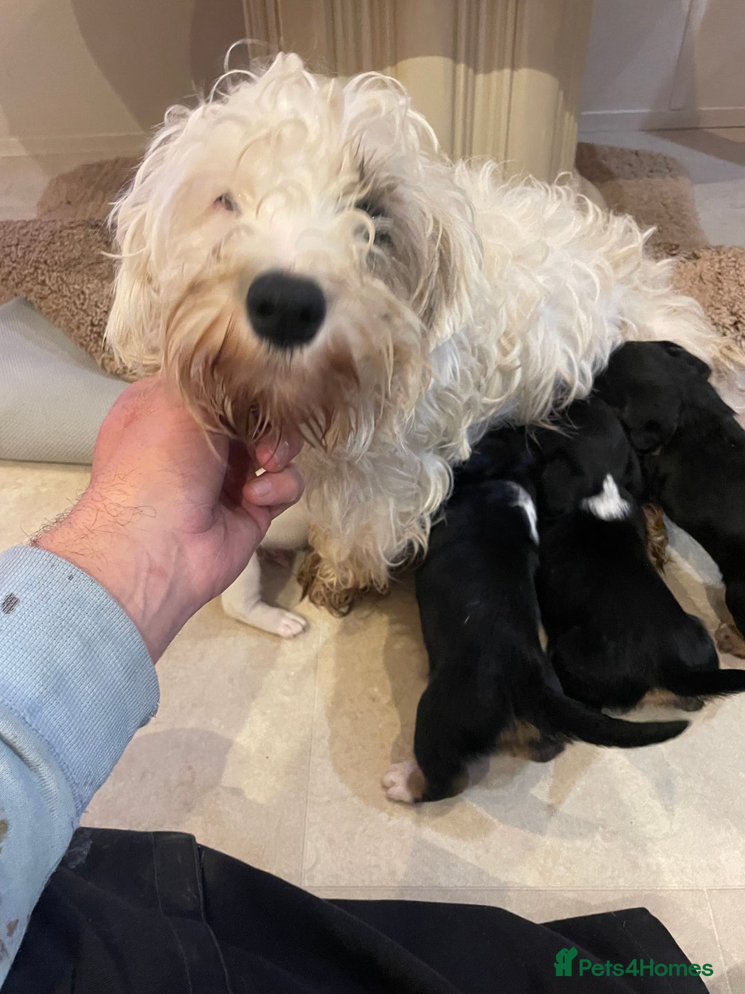 Mixed Breed dogs for sale: Sealyham terrier cross jack russel terrier  - Advert 12
