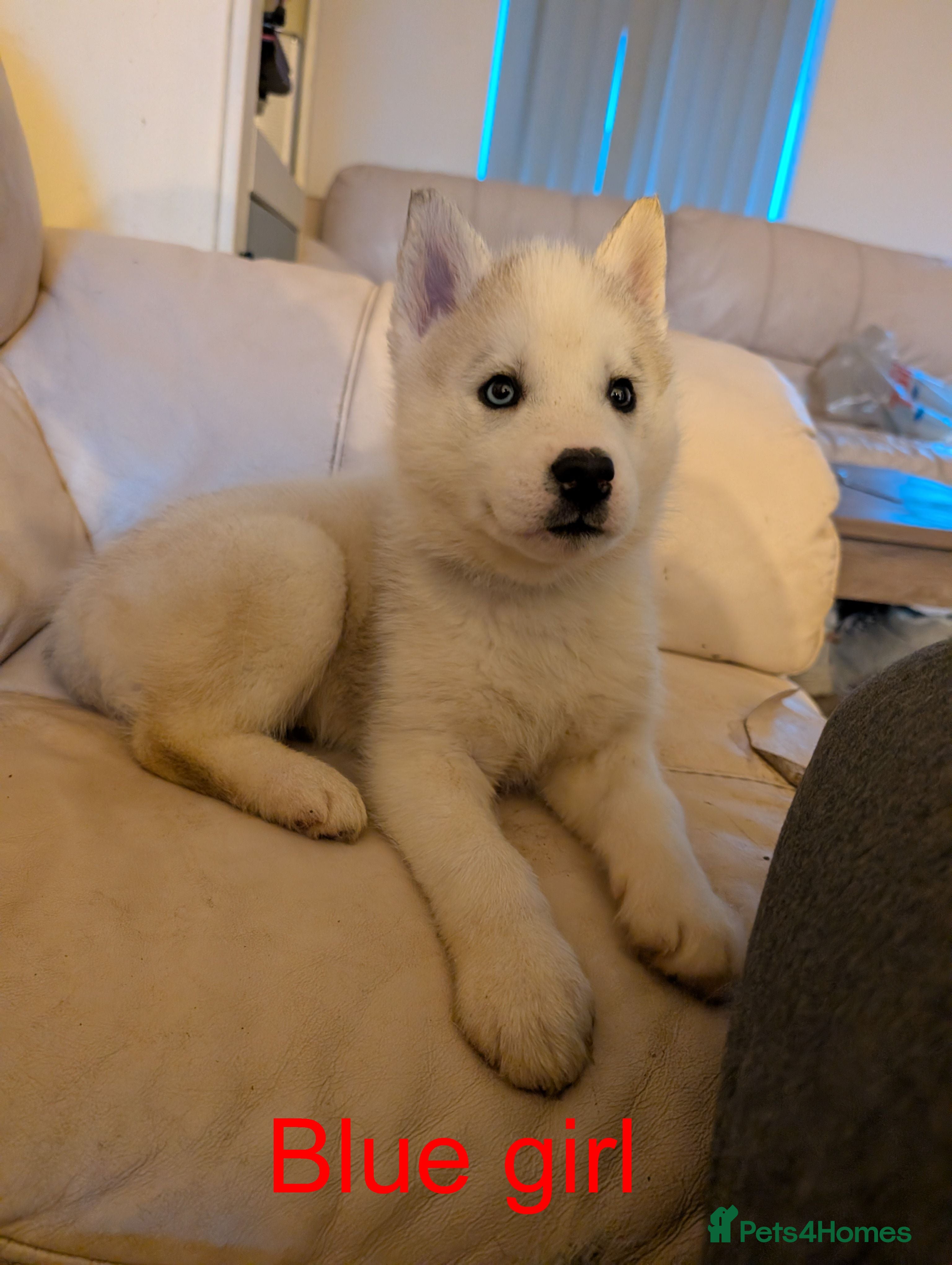 Siberian Husky dogs Siberian Husky puppies - Advert 2