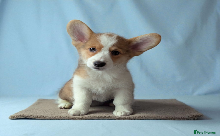 Welsh Corgi Pembroke dogs - Advert 15