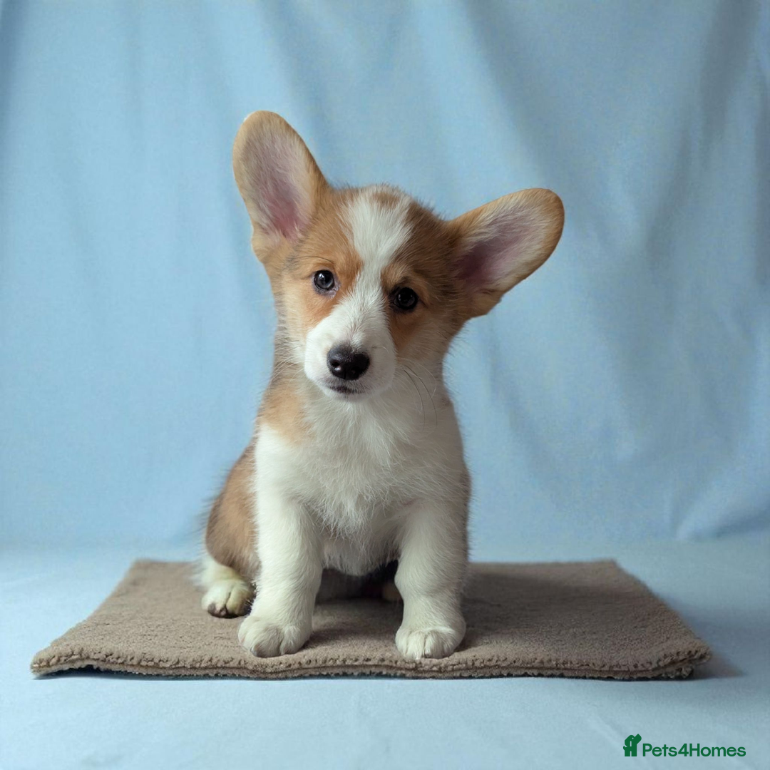 Welsh Corgi Pembroke dogs for sale: Champion line corgi puppies health tested parents  - Image 1
