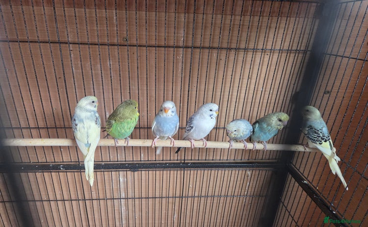 Budgerigars birds  budgies for sale - Advert 14