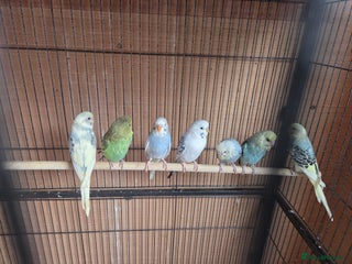 Budgerigars birds budgies for sale - Advert 14