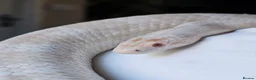 Corn Snake reptiles for sale: Male Adult Ghost Corn Snake 4 Years Old in Exeter - Advert 11