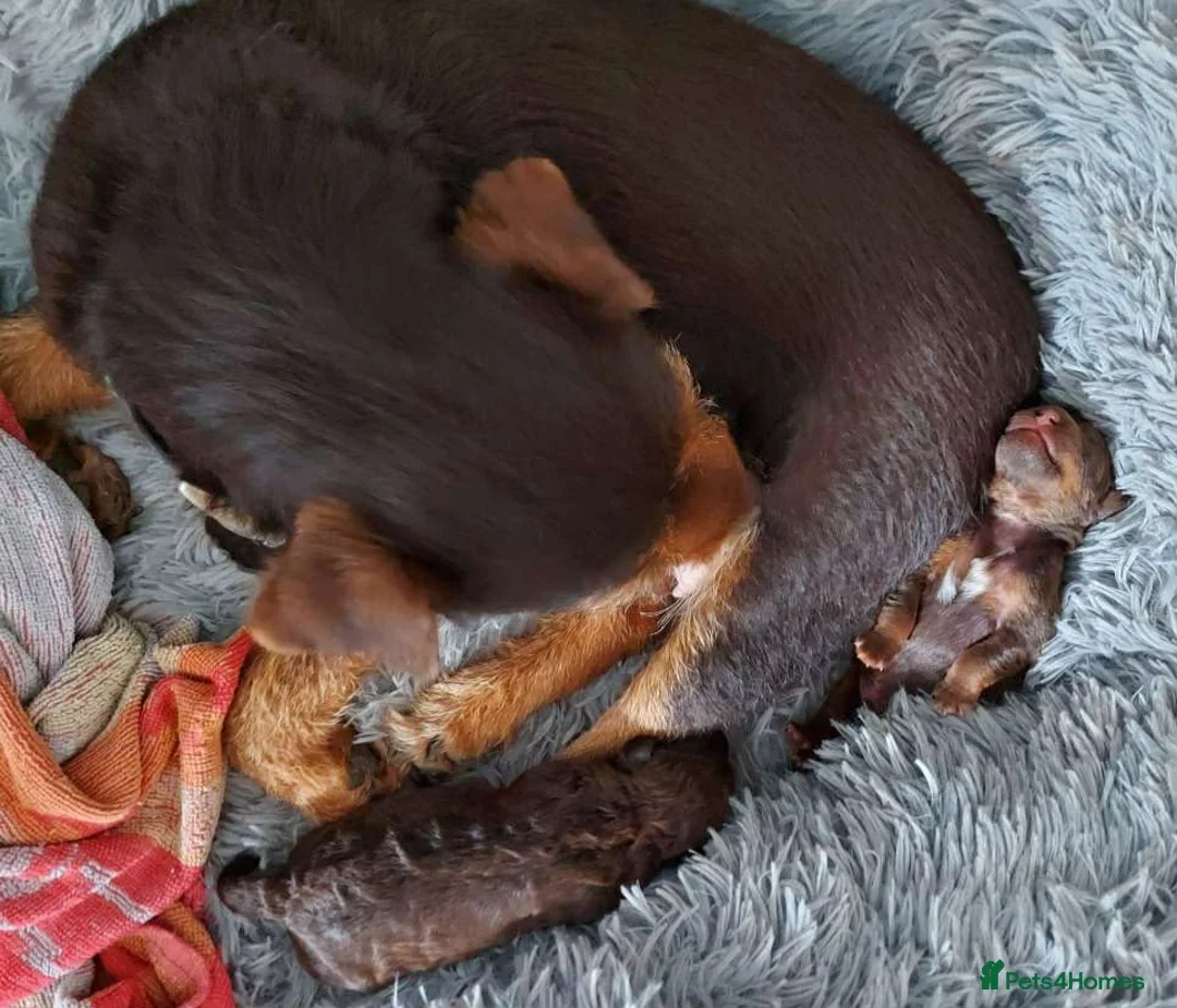 Patterdale Terrier dogs for sale: 1 chocolate patterdale bitch ready to leave now - Advert 5