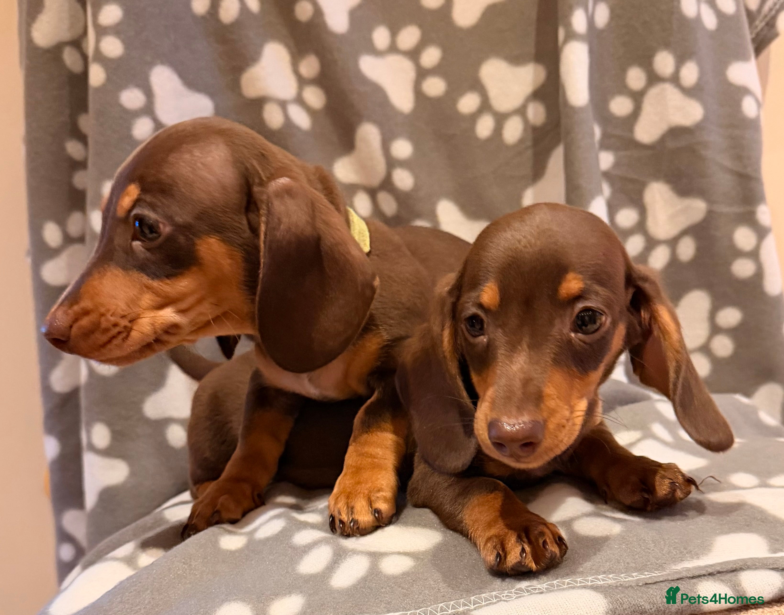 Miniature Dachshund dogs 2 miniature dachshund puppies  - Advert 14