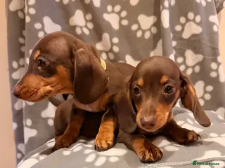Miniature Dachshund dogs 2 miniature dachshund puppies - Advert 14