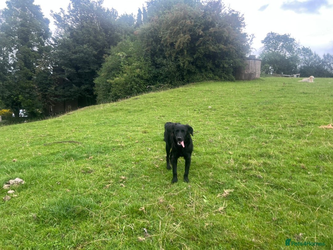 Goldador dogs for sale: Shep  - Image 6