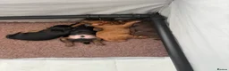 Cocker Spaniel dogs for sale: Working cocker spaniel puppies - Advert 14