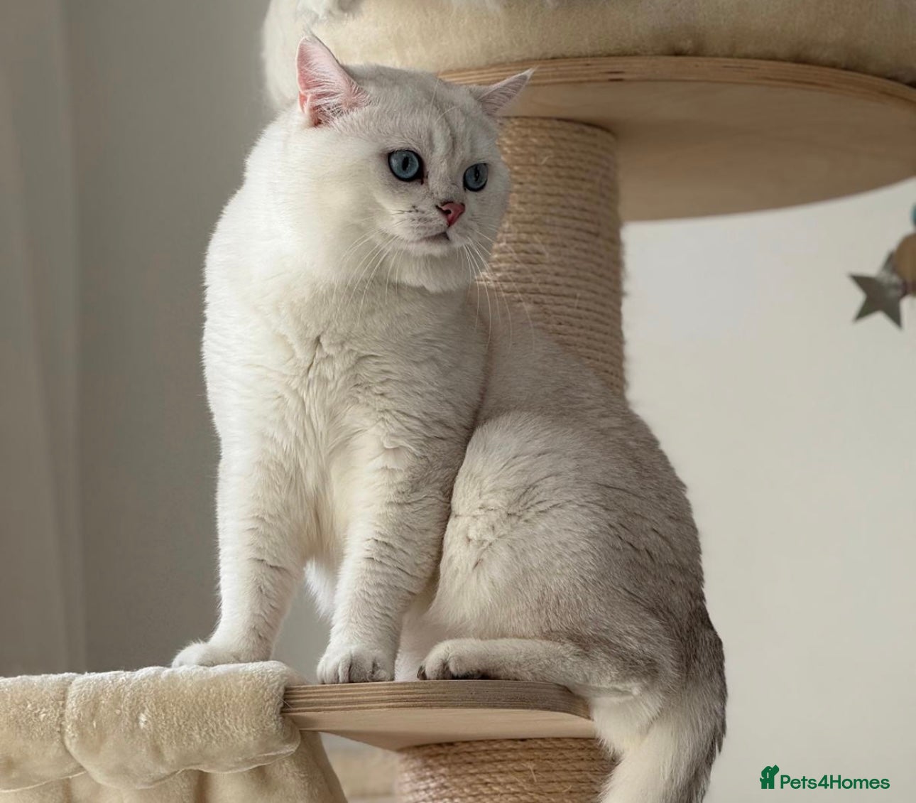 British Shorthair cats Pedigree White British Shorthair – Aspen - Advert 4