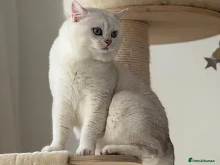 British Shorthair cats Pedigree White British Shorthair – Aspen - Advert 3