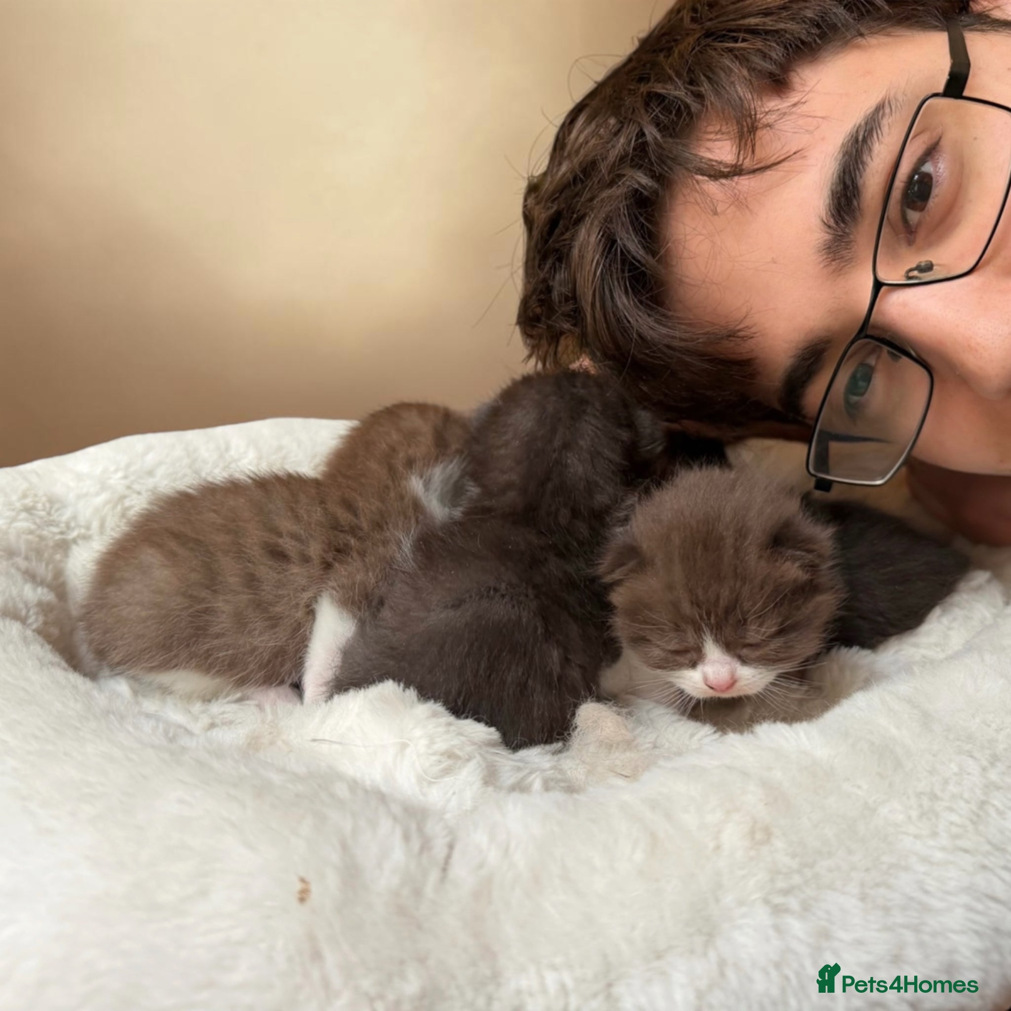 British Shorthair cats Beautiful British shorthairs bi colours  - Advert 6