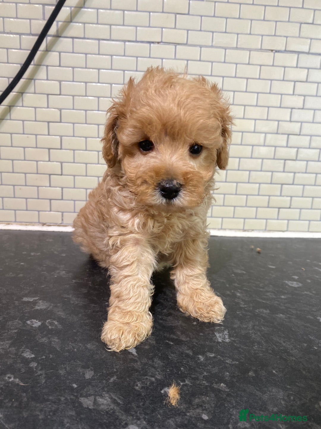 Toy Poodle dogs for sale: Toy Poodle Pups 5 🌟 Council License  - Image 9