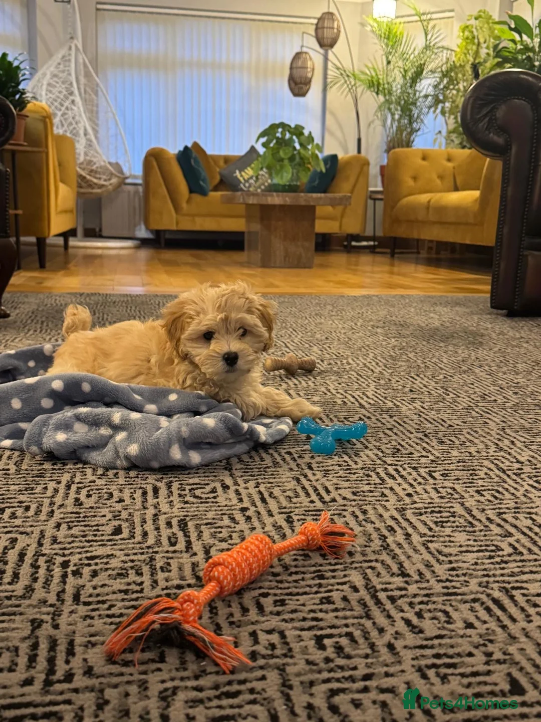 Maltipoo dogs for sale: F1 MALTIPOO PUPPY BOY Cream Colour 10 Weeks Old - Advert 3