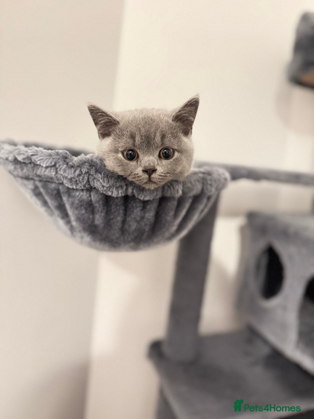 British Shorthair cats for sale: Lilac British shorthair  - Advert 6