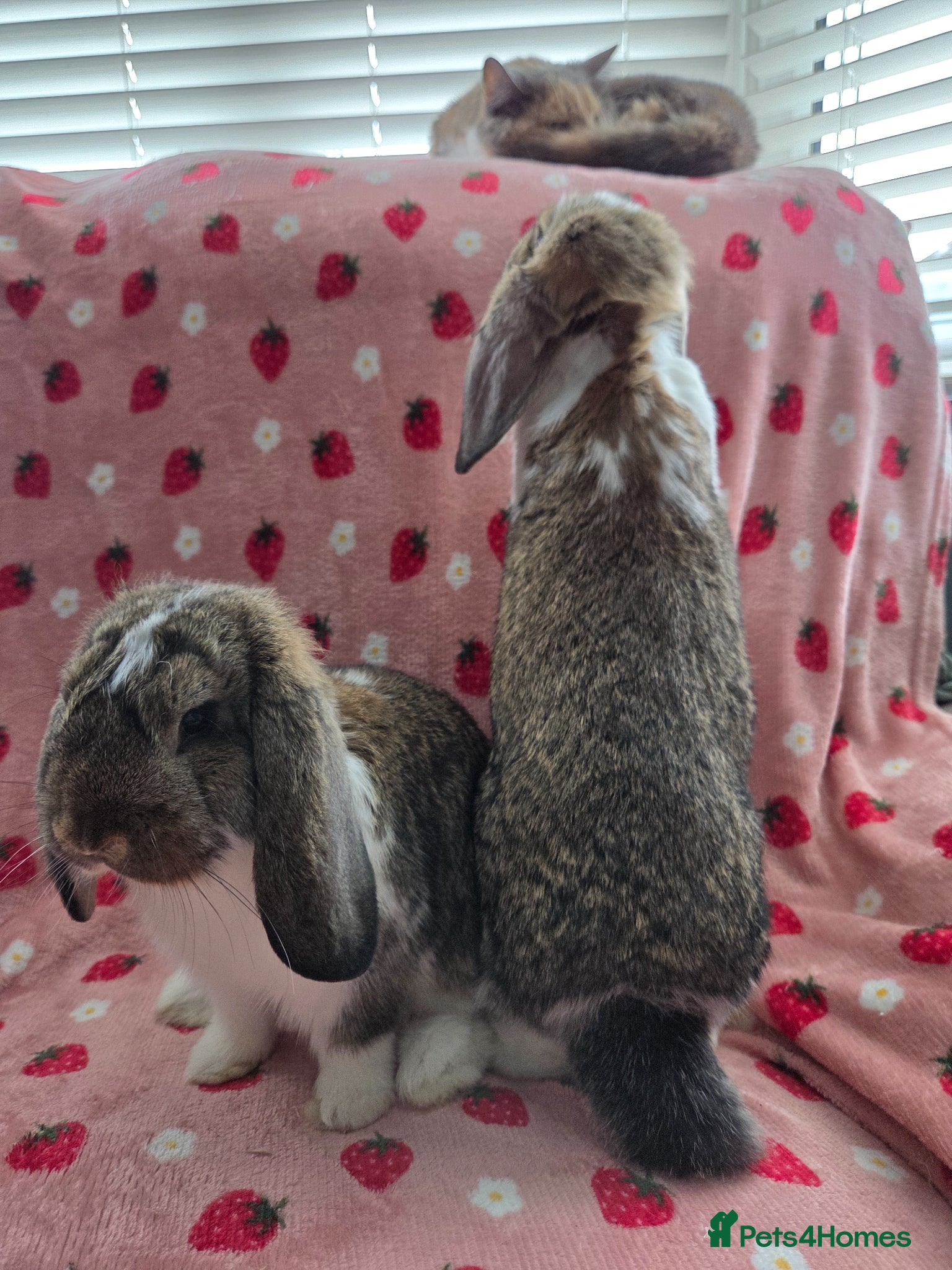 German Lop rabbits Rare Pure German Lop 2 Bucks ☆silly tame - Advert 2