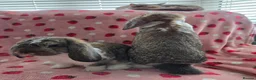 German Lop rabbits for sale: Pure German Lop 2 Bucks ☆silly tame - Advert 2
